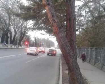 Вдоль парка деревья ветками навесают на проезжую часть дороги