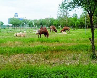 В «Парке Победы» пасутся верблюды