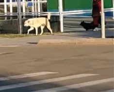 Эта бабушка каждый день по Набережной ходит с большой собакой без намордника.