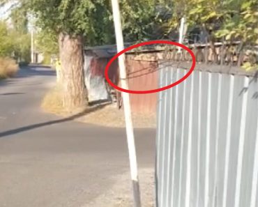 Вот такой знак «Уступи  дорогу» стоит на углу ул.Затаевич, привязан к забору.