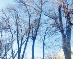 Ул.Жансугурова 73/85. Напротив здания КНБ на дереве висит лист железа.  Вдруг на кого-нибудь упадёт.
