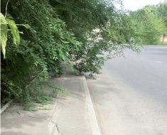 По ул. Кабылиса Жырау ветки деревьев загораживают проход пешеходам  по тротуару, приходится обходить на метр по проезжей части дороги, напротив  остановки школы №9.