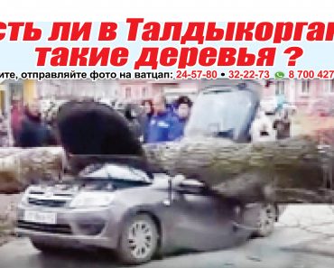 Есть ли в Талдыкоргане такие деревья?
