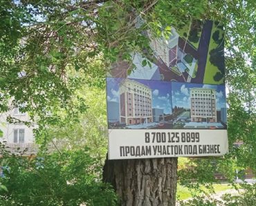 На пересечении ул.Гали Орманова — ул.Кабанбай батыра какой-то нахал гвоздями прибил к дереву свою рекламу.